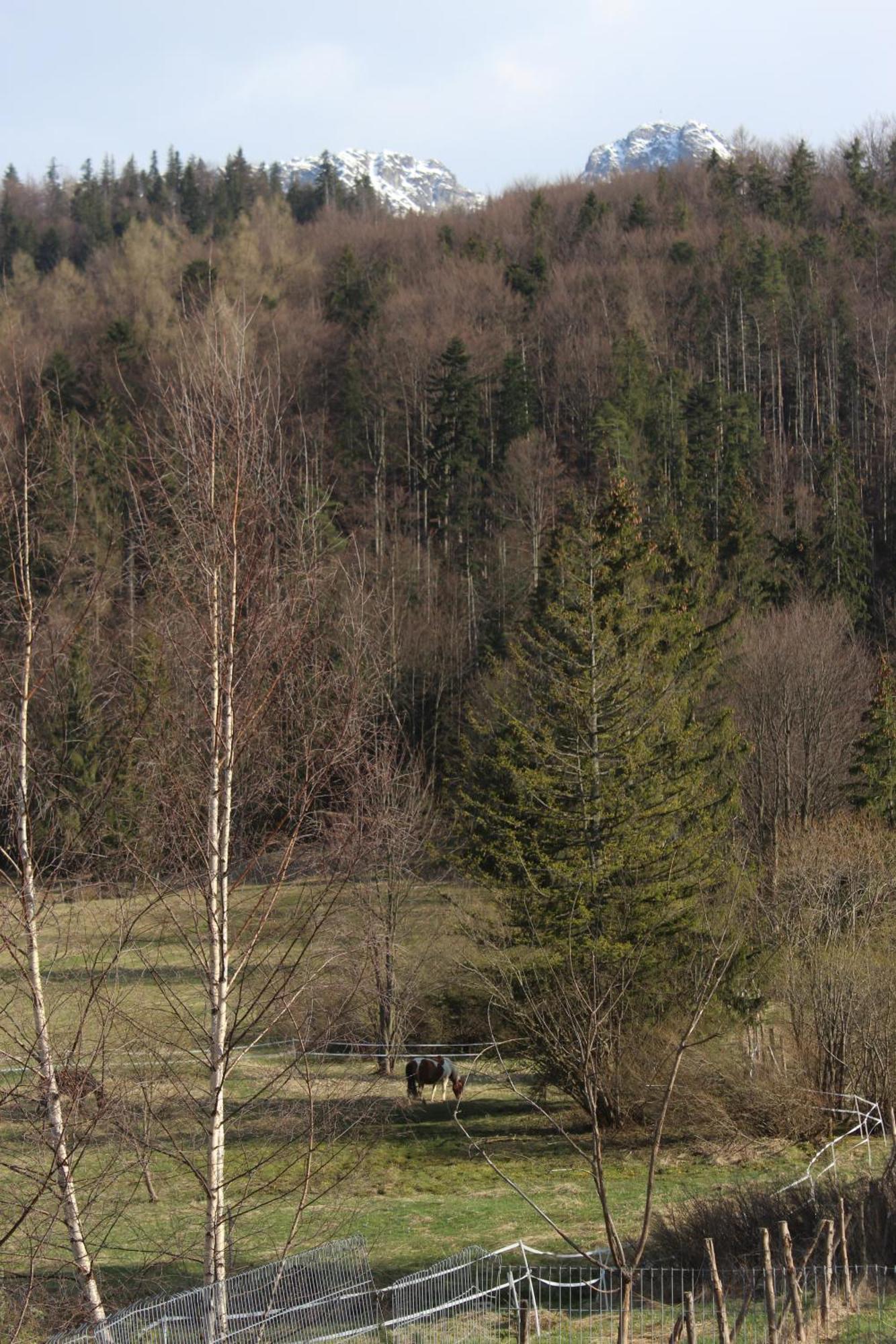 Apartament Blisko Szlaku Zakopane Lägenhet Exteriör bild